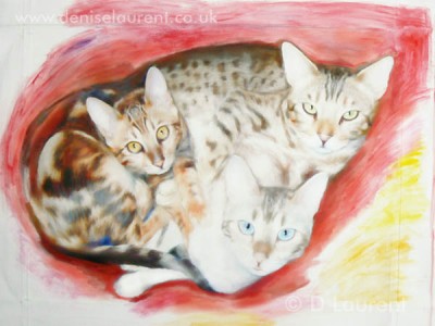 Bengal Sampler - In progress 1