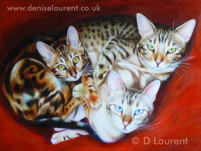 Bengal Sampler