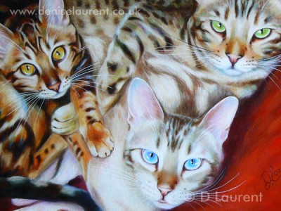 Bengal Sampler - detail