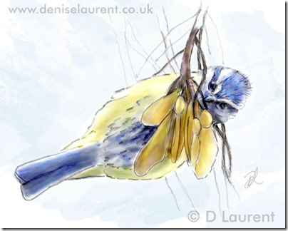 blue tit eating sycamore seeds sketch by Denise Laurent