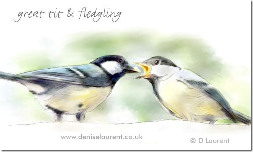 great tit feeding sketch