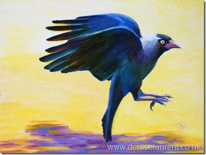 Jackdaw