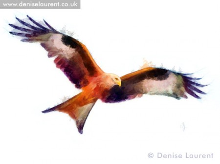 Red Kite
