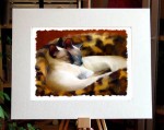 sleeping siamese mounted print
