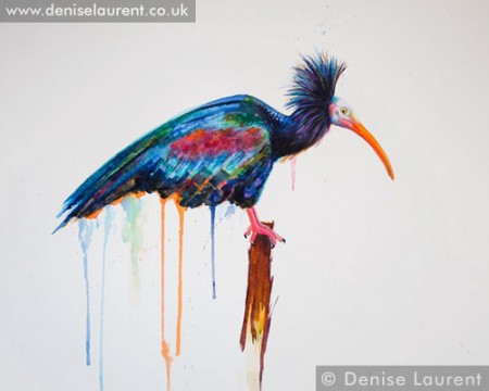 waldrapp-ibis